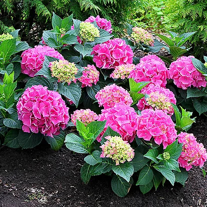 Cityline® Vienna Hydrangea For Sale Online | The Tree Center