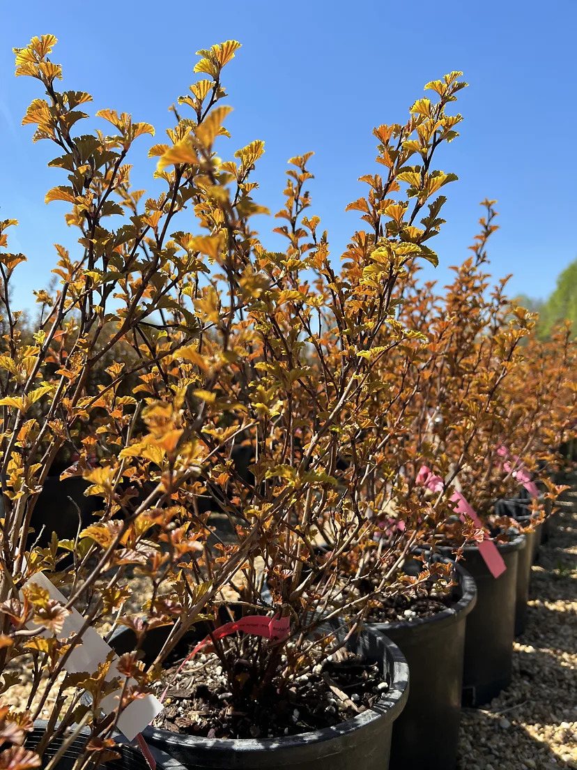 Little Angel Ninebark For Sale Online | The Tree Center