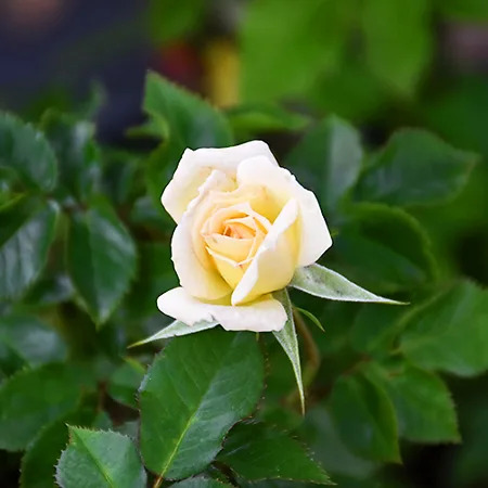 Bridal Sunblaze Rose Tree For Sale Online The Tree Center