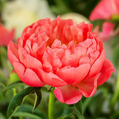 Coral Sunset Peony For Sale Online | The Tree Center