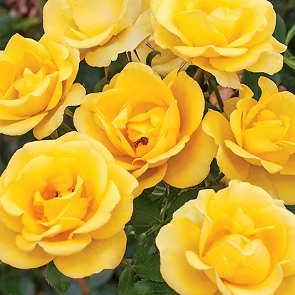 Gilded Sun Rose Tree For Sale Online | The Tree Center