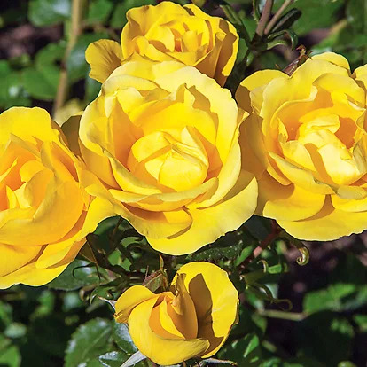 Gilded Sun Rose Tree For Sale Online | The Tree Center