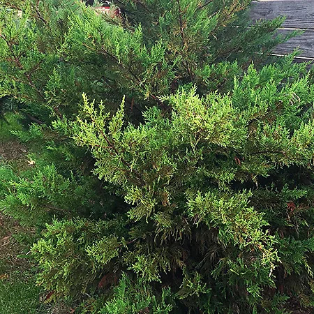 Irish Eyes Cypress For Sale Online | The Tree Center