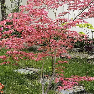 Mikazuki Japanese Maple For Sale Online | The Tree Center