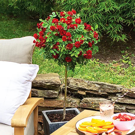 Red Sunblaze Rose Tree For Sale Online The Tree Center