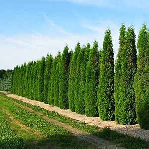 Skybound Arborvitae For Sale Online | The Tree Center