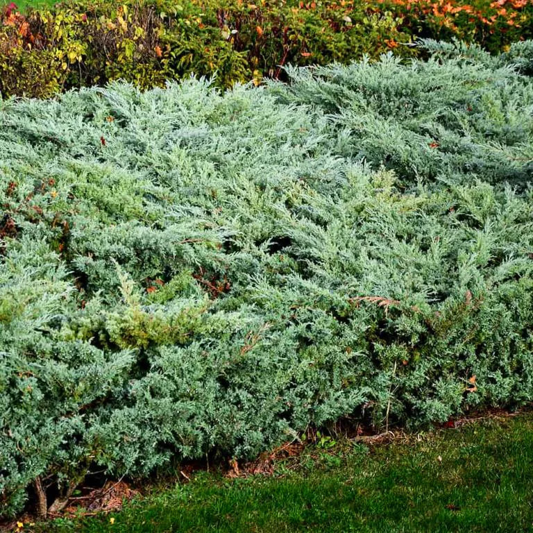 Grey Owl Juniper For Sale Online | The Tree Center