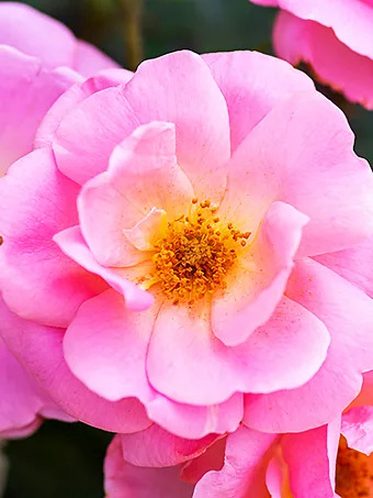 Peachy Knock Out® Rose - Tree Form