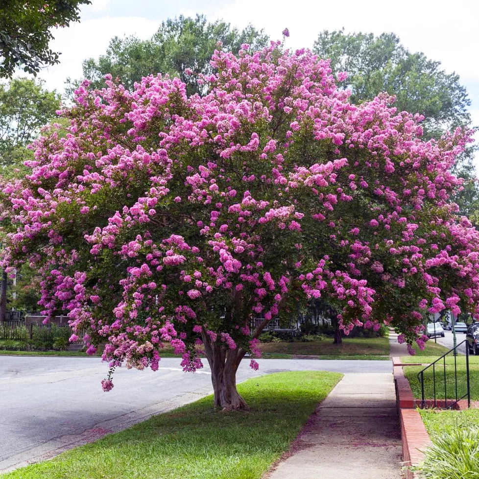 Twilight Crape Myrtles For Sale | The Tree Center