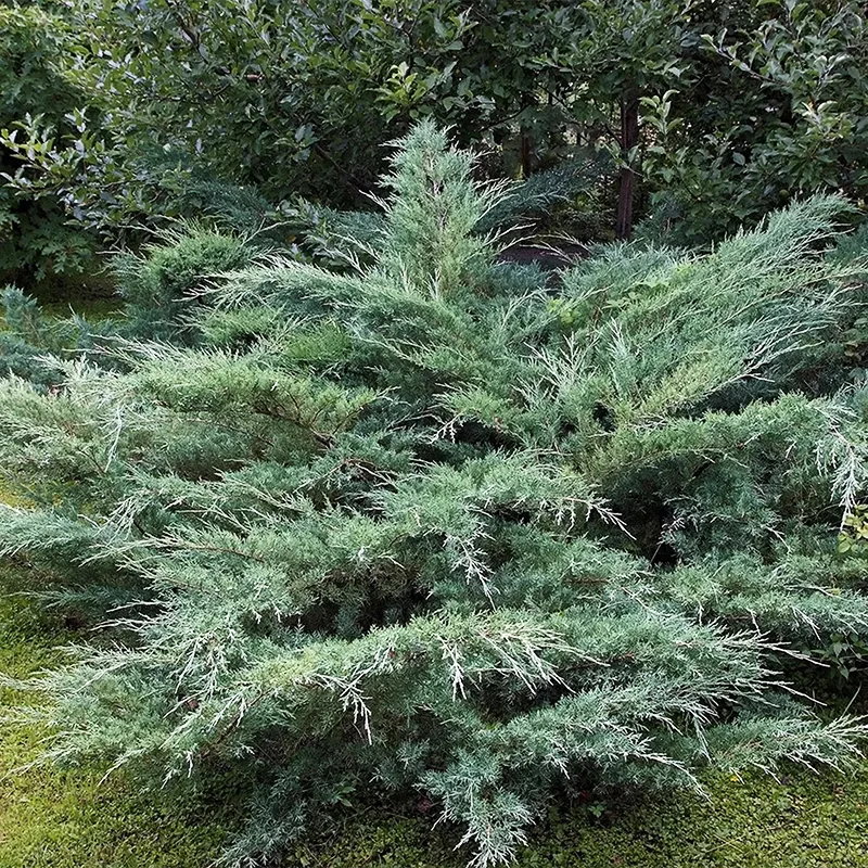 Hetz Juniper For Sale | The Tree Center