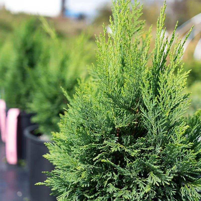 Lawson Cypress Tree For Sale | The Tree Center