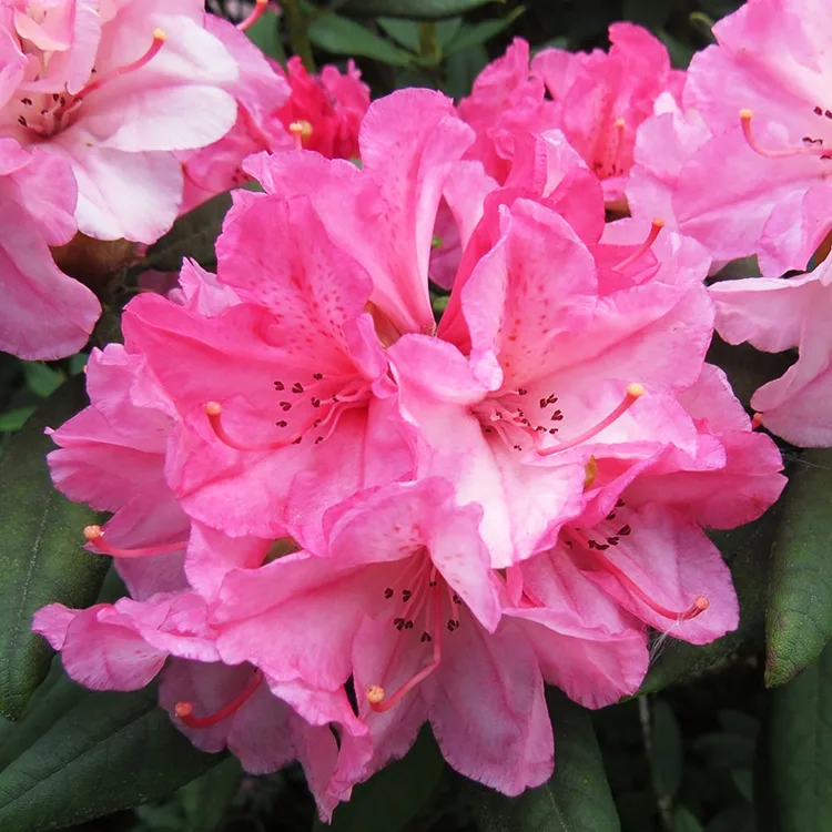 Aloha Rhododendron For Sale Online | The Tree Center