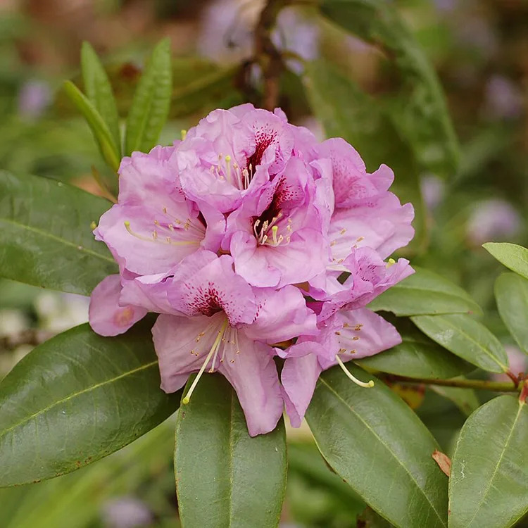 Arthur Bedford Rhododendron For Sale Online | The Tree Center