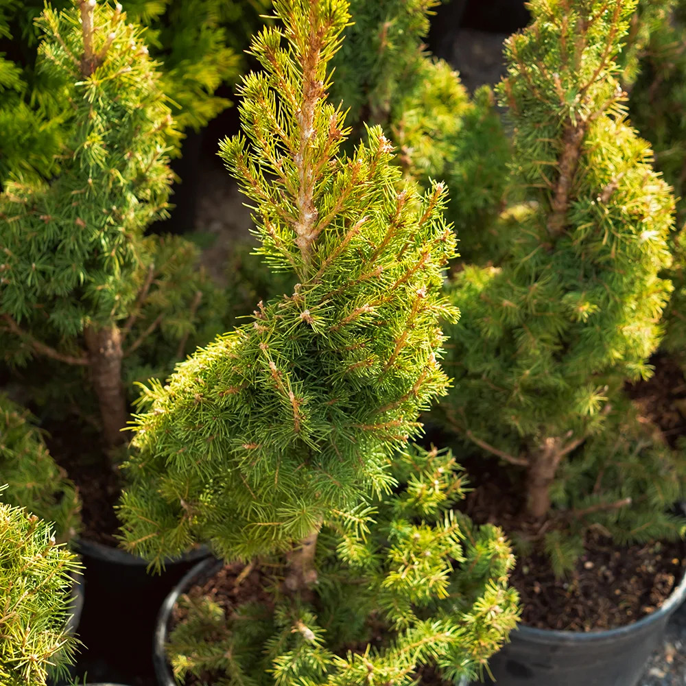 Spiral Dwarf Alberta Spruce For Sale Online | The Tree Center