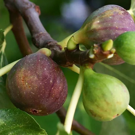 Olympian Fig Tree For Sale Online | The Tree Center