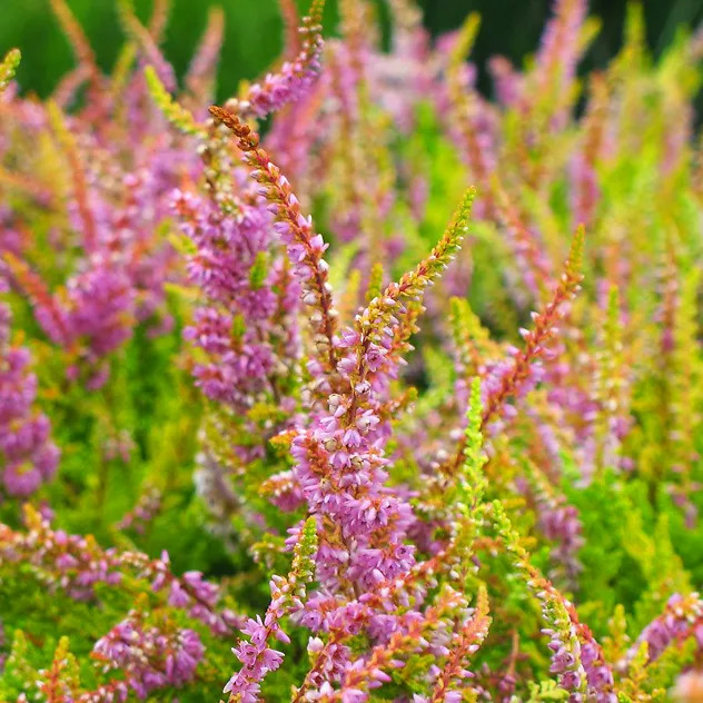 Winter Chocolate Heather For Sale Online | The Tree Center