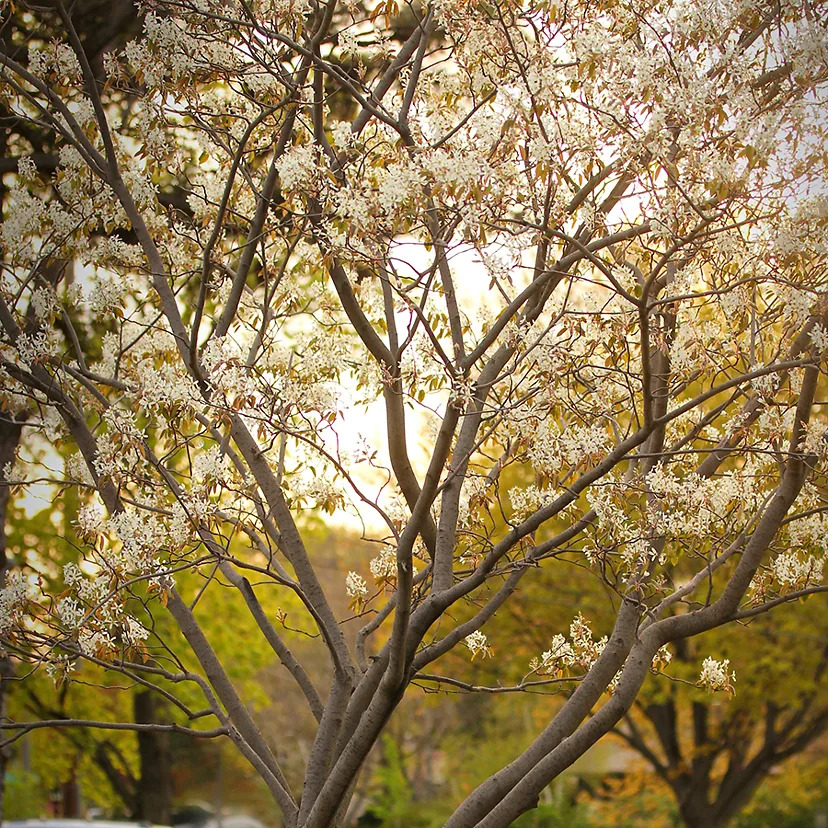 Autumn Brilliance Serviceberry For Sale Online | The Tree Center