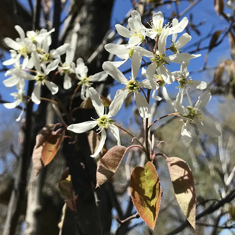 Autumn Brilliance Serviceberry For Sale Online | The Tree Center