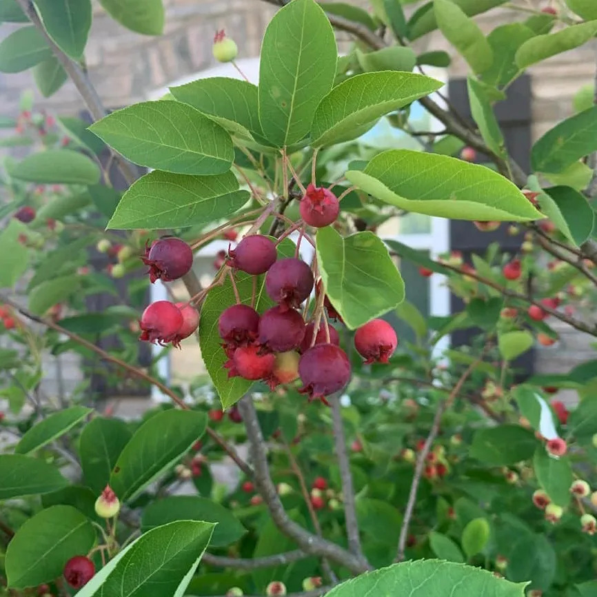 Autumn Brilliance Serviceberry For Sale Online | The Tree Center