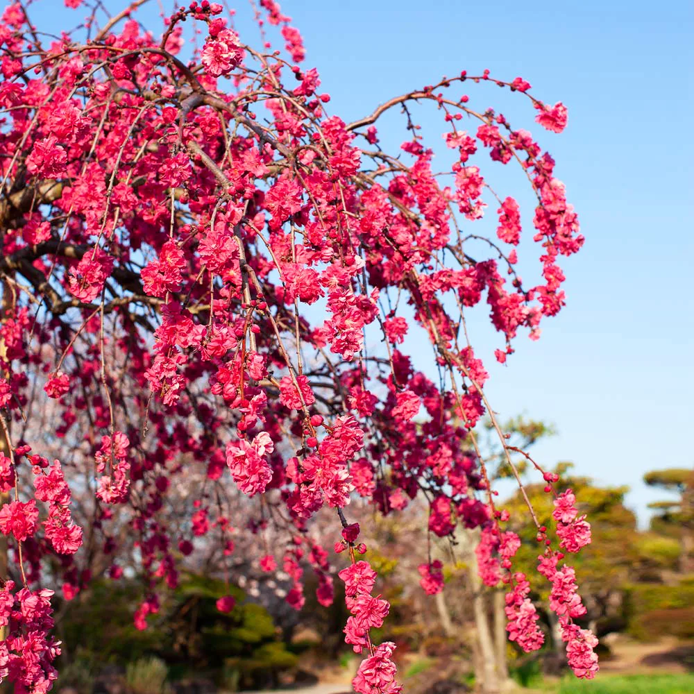 Crimson Cascade Weeping Peach For Sale Online | The Tree Center