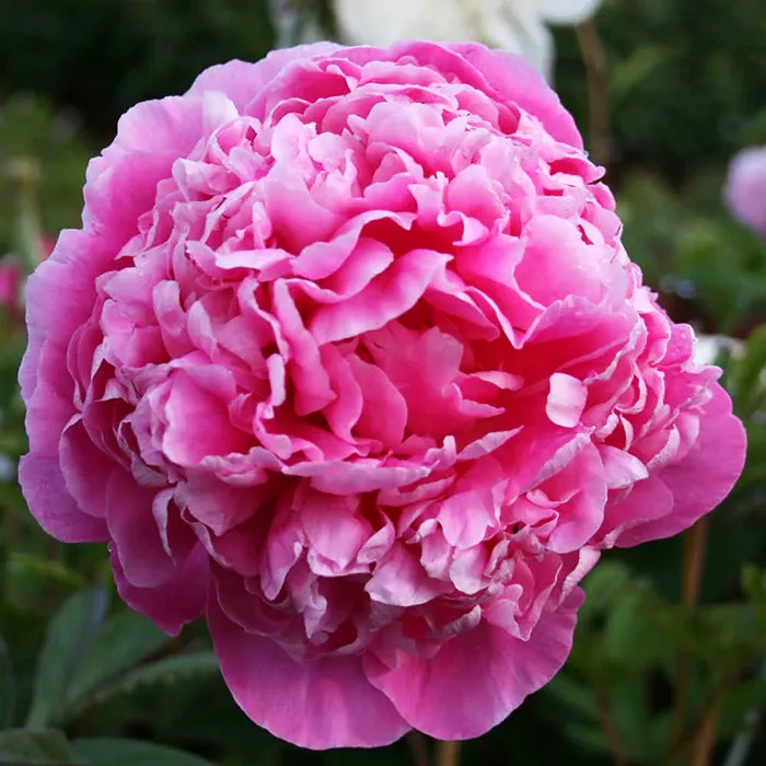 Jacorma Peony For Sale Online | The Tree Center