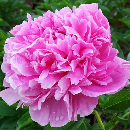 Jacorma Peony For Sale Online | The Tree Center