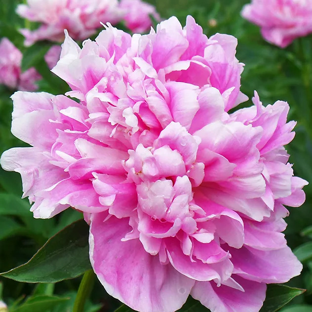 Jacorma Peony For Sale Online | The Tree Center