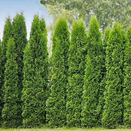 Junior Giant Arborvitae For Sale Online | The Tree Center