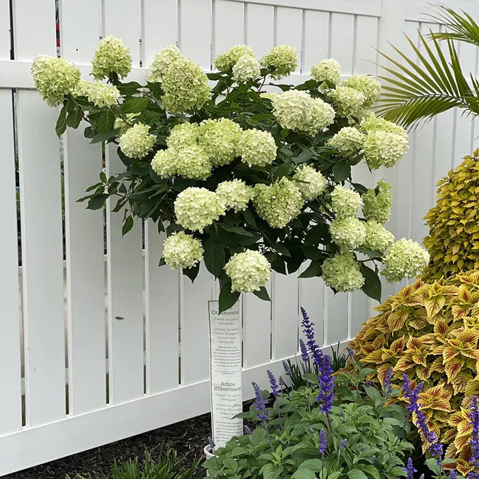 Limelight Hydrangea - Tree Form For Sale Online | The Tree Center