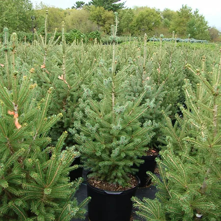 Montrose Charm White Spruce For Sale Online | The Tree Center