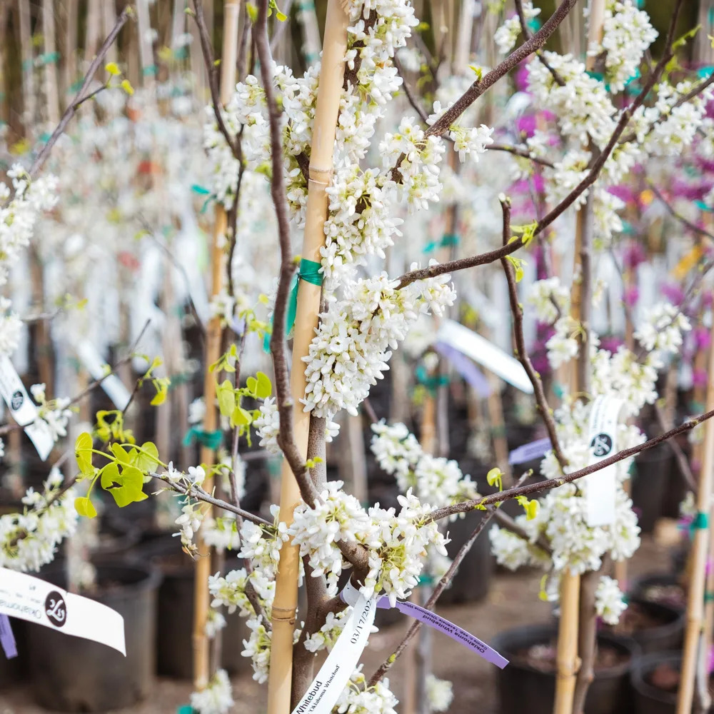 Traveller Weeping Redbud Trees For Sale Online | The Tree Center