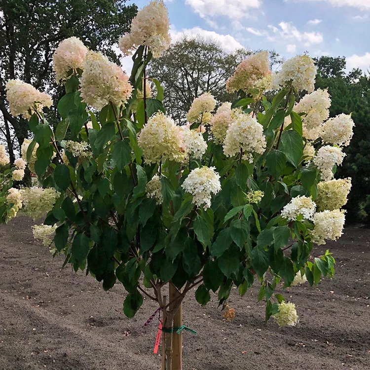 Phantom Hydrangea - Tree Form For Sale Online | The Tree Center