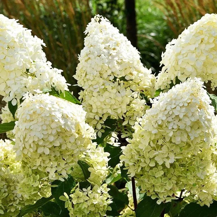 Phantom Hydrangea - Tree Form For Sale Online | The Tree Center