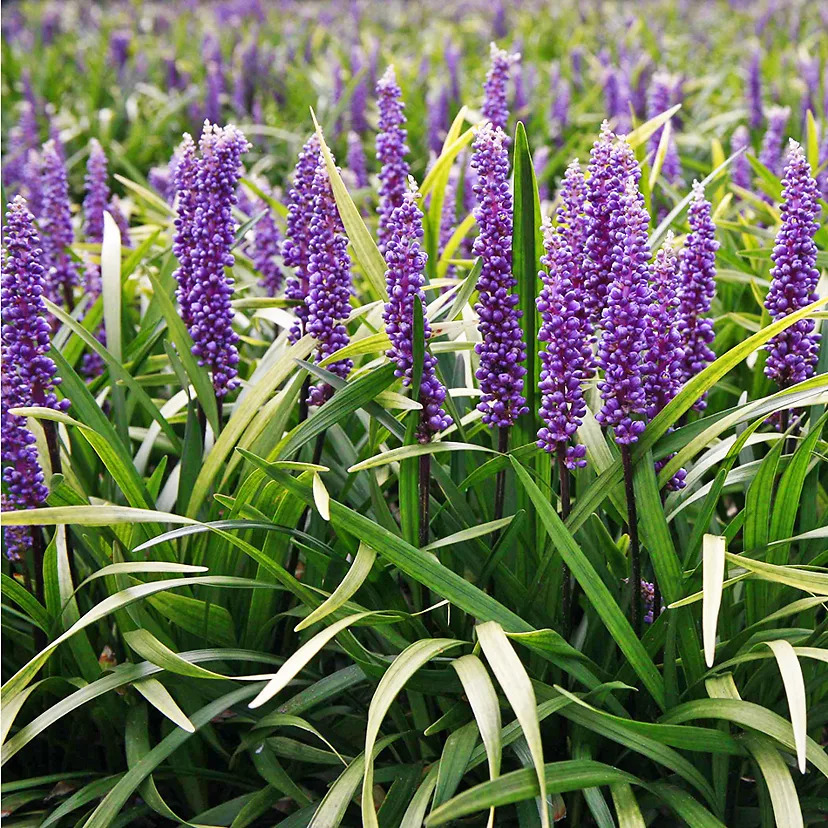 Purple Explosion Liriope For Sale Online | The Tree Center