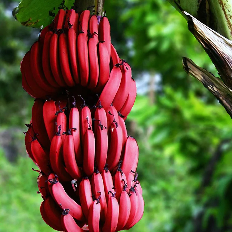 Red Banana For Sale Online | The Tree Center