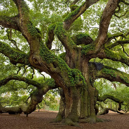 Southern Live Oak Tree For Sale Online | The Tree Center