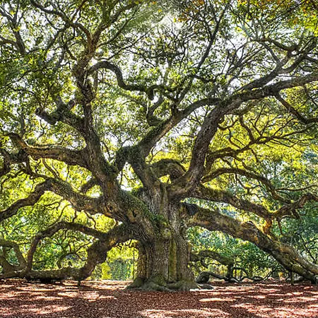 Southern Live Oak Tree For Sale Online | The Tree Center