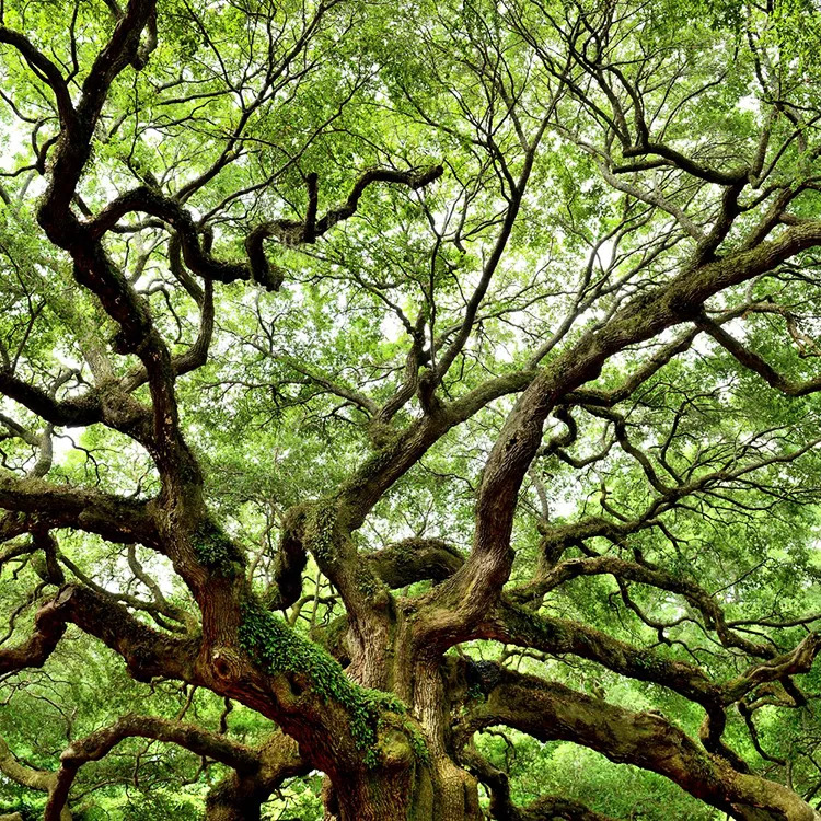 Southern Live Oak Tree For Sale Online | The Tree Center