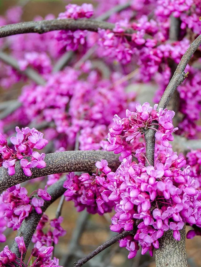 Merlot Redbud Tree For Sale Online | The Tree Center