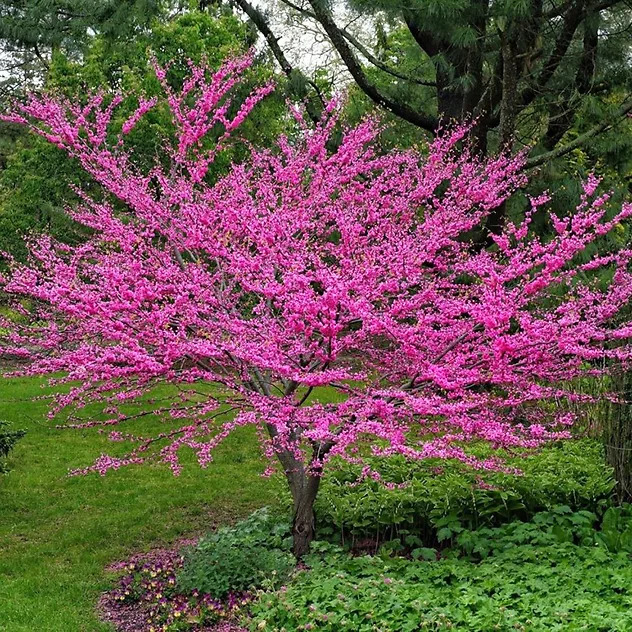 Buy Texas Redbud Trees Online l The Tree Center