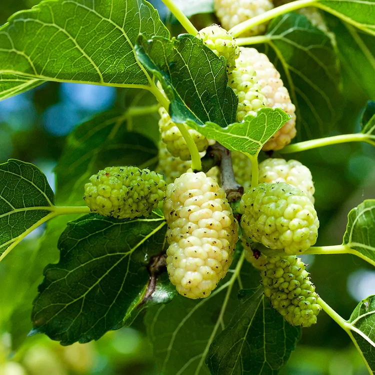 White Mulberry Tree For Sale Online | The Tree Center