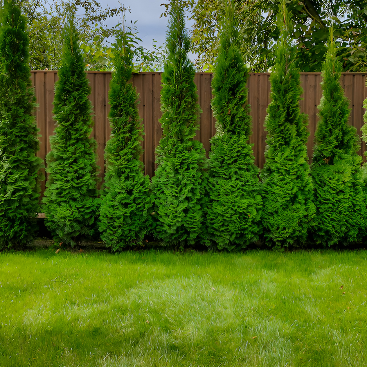 Full Speed A Hedge® American Pillar Arborvitae For Sale Online | The ...