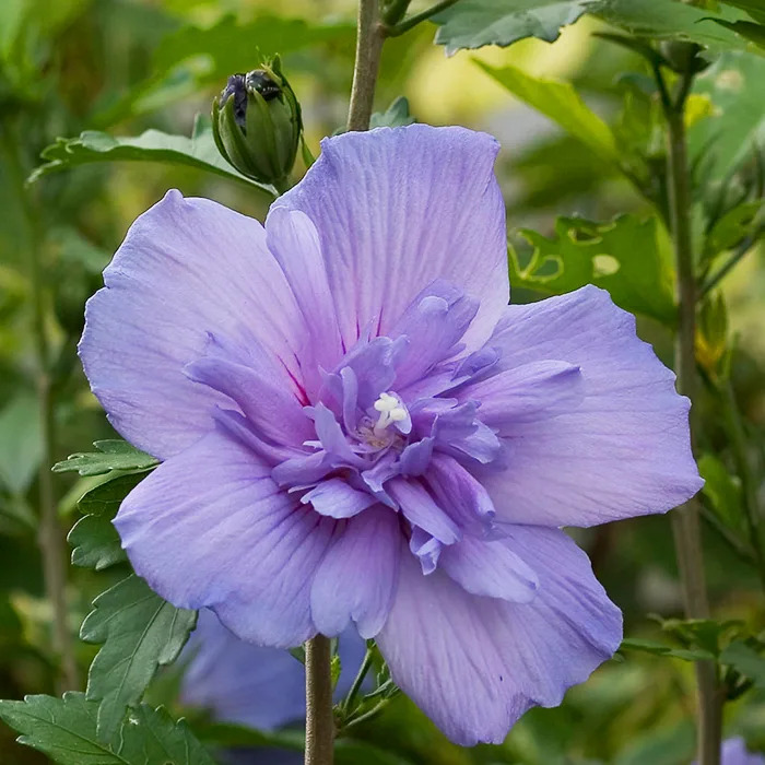 Blue Chiffon® Hibiscus For Sale Online | The Tree Center