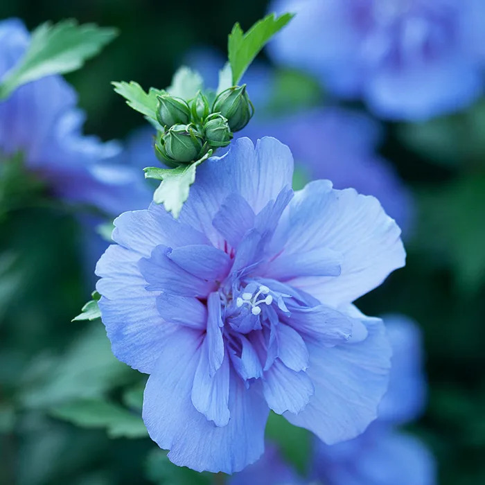 Blue Chiffon® Hibiscus For Sale Online | The Tree Center