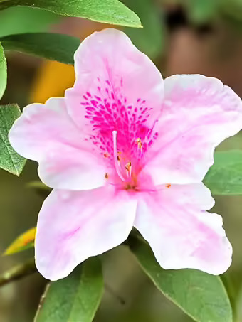 George Lindley Taber Azalea