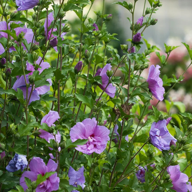 Lavender Chiffon® Hibiscus For Sale Online | The Tree Center