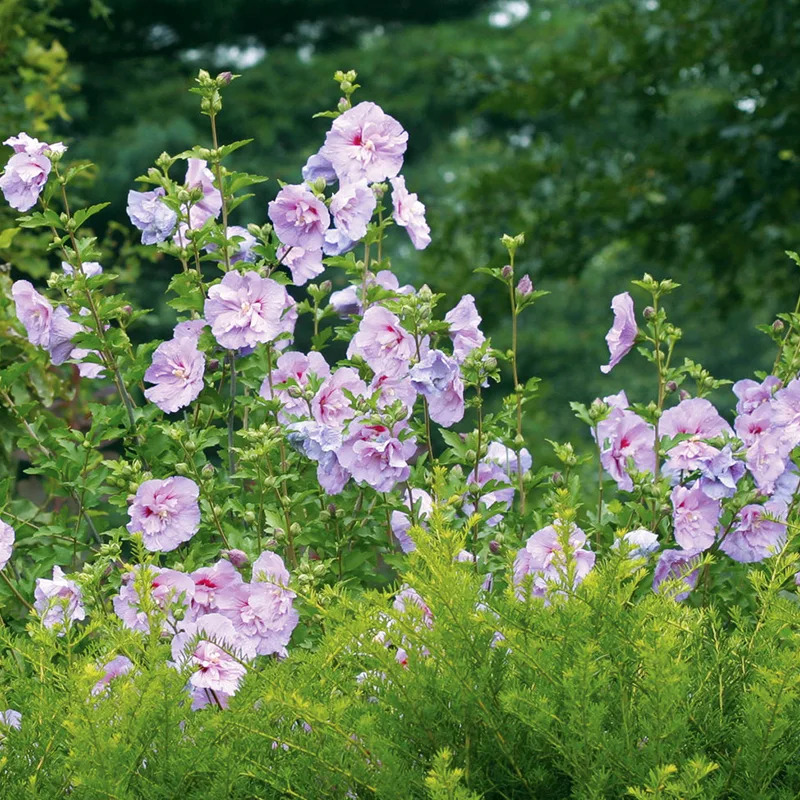 Lavender Chiffon® Hibiscus For Sale Online | The Tree Center