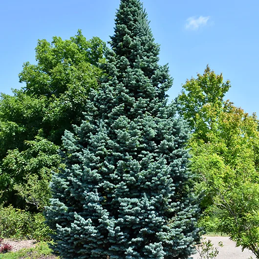 Arizona Rocky Mountain Fir | The Tree Center