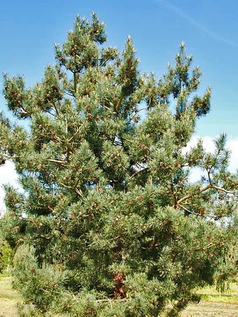 Bonna Scots Pine