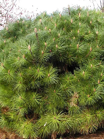 Brepo Dwarf Austrian Pine